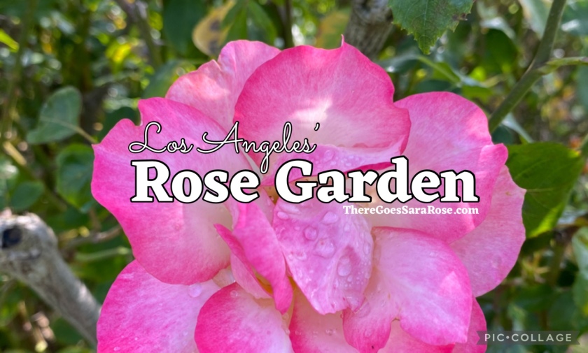 A Fragrant Paradise: The Rose Garden in Los Angeles, California || ThereGoesSaraRose.com